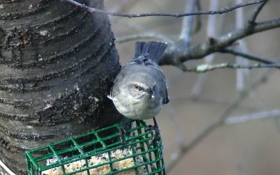 Northern Mockingbird