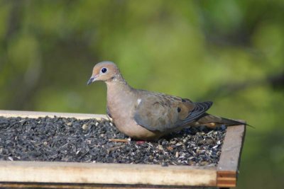 Mourning Dove