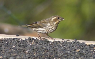 Purple Finch 1