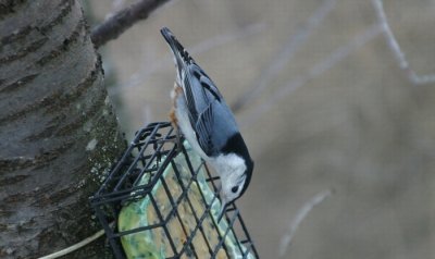 White-breasted Nuthatch