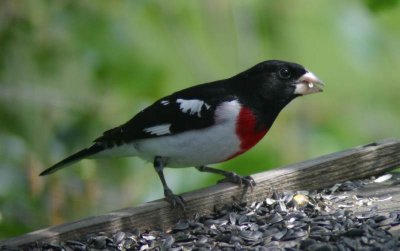 Rose-breasted Grosbeak 2