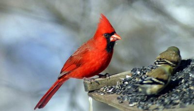 Northern Cardinal 2