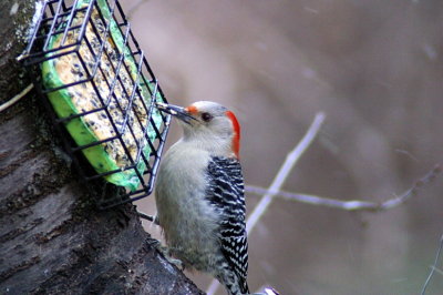 Red-bellied Woodpecker 2