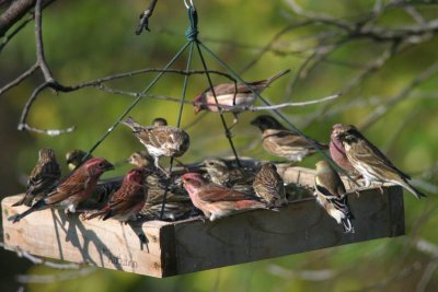 Purple Finches 2