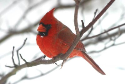 Northern Cardinal 3