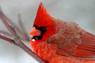 Northern Cardinal 4