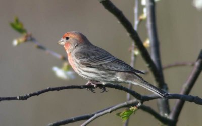 House Finch 2