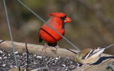 Northern Cardinal 5