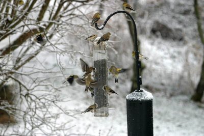 Am Goldfinches 2