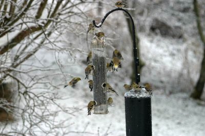 Am Goldfinches 3