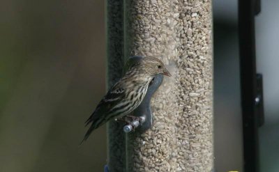 Pine Siskin