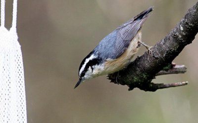 Red-breasted Nuthatch