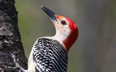 Red-bellied Woodpecker 1