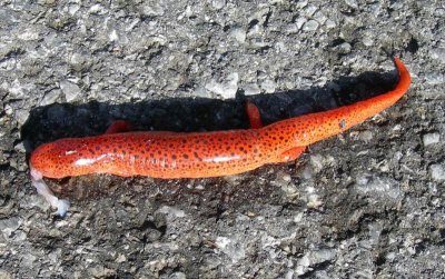 Northern Red Salamander  killed on roadway