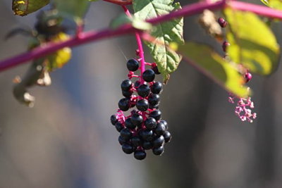 Bird Food - Poke berries