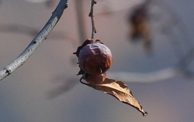 Ripe Persimmon