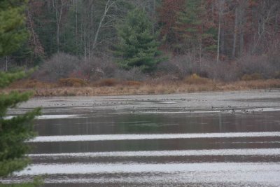 Waterfowl on Mountain Valley Lake