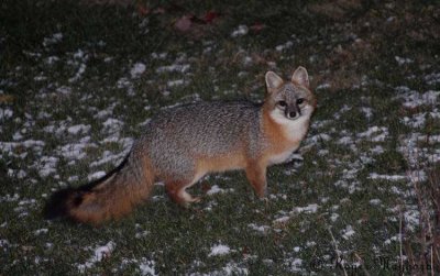 Gray Fox coming for food