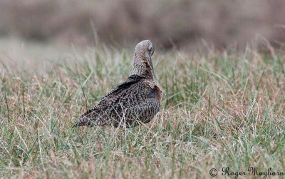 Long-billed Curlew