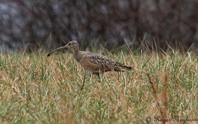 Long-billed Curlew with cricket