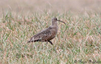 Long-billed Curlew