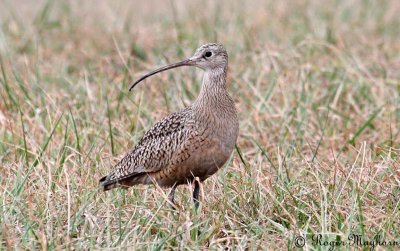  Long-billed Curlew