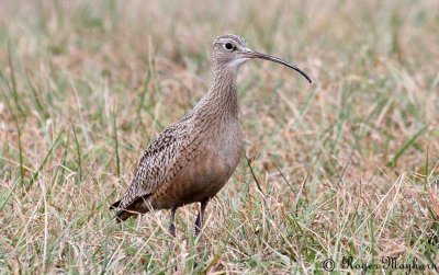 Long-billed Curlew