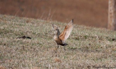 Long-billed Curlew coming in for a landing