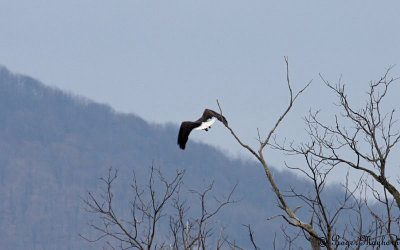  Bald Eagle heading across the valley