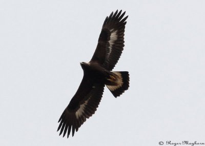 Juvenile Golden Eagle just overhead
