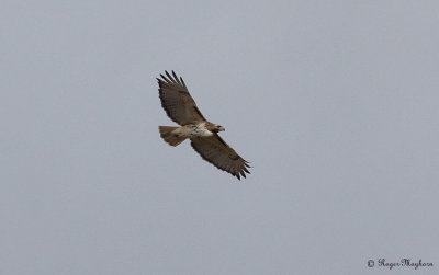 Red-tailed Hawk