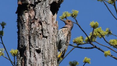 Northern Flicker at Nest Hole (female)