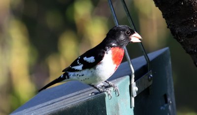 Rose-breasted Grosbeak (male)