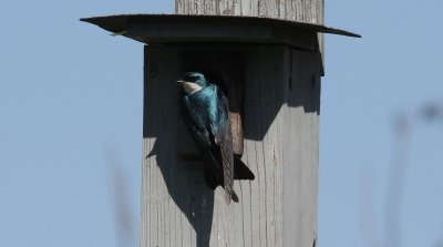 Tree Swallow checking out Bluebird Box