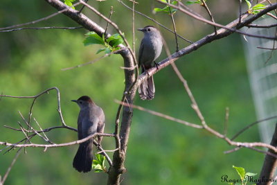 A pair of Gray Catbirds