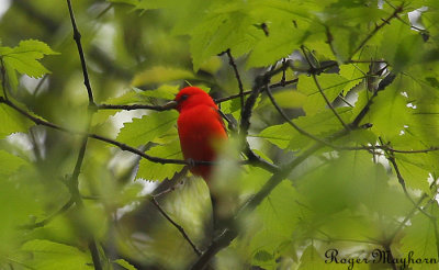  Scarlet Tanager - male