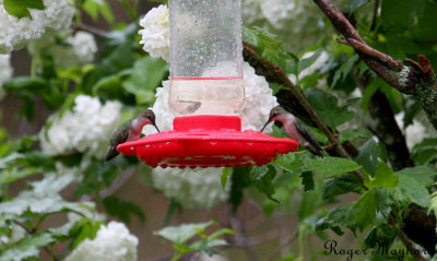 Ruby-throated Hummingbirds - females