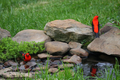 Scarlet Tanagers - males