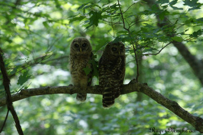 Young Barred Owls - curious