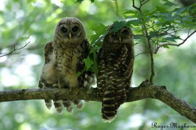 Young Barred Owls - stretching
