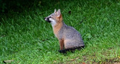 Gray Fox kit - Bird Watching
