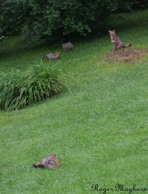 Gray Foxes - Mama in foreground. Papa in back with young ones