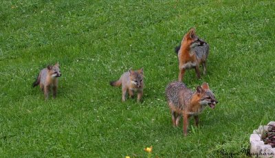 Gray Fox Family coming in for free food