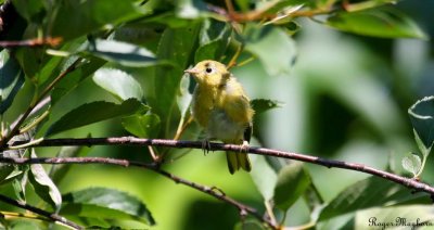 Another Yellow Warbler fledgling