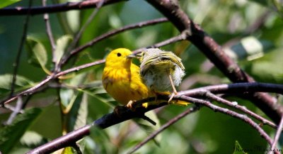 Yellow Warbler fledgling being fed