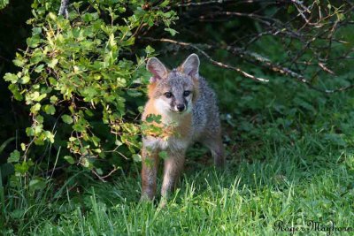Young Gray Fox looking for Mama