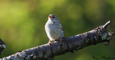 A juvenile Chipping Sparrow