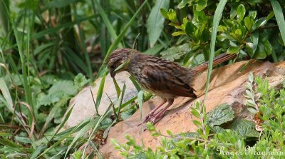 Song Sparrow gathering grass