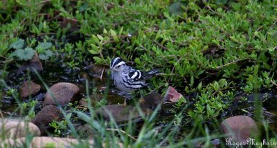 Black-and-white Warbler