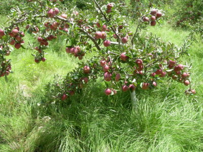 Beatty's Ranch - apples